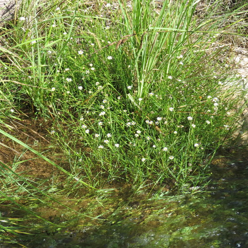 Image of Symphyotrichum potosinum by no rights reserved