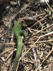 Ameiva