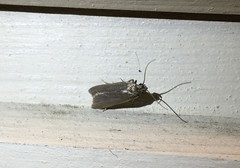 Acompsia cinerella