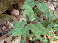 Trillium stamineum