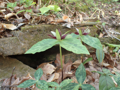 Trillium stamineum