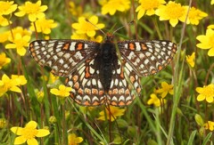 Euphydryas editha bayensis