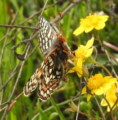 Euphydryas editha bayensis