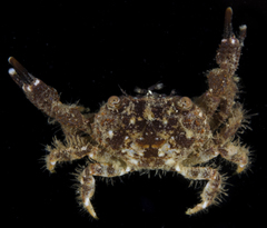 Pilodius miersi