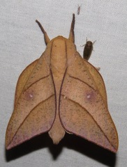 Adeloneivaia