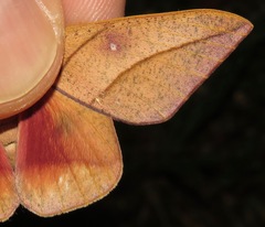 Adeloneivaia