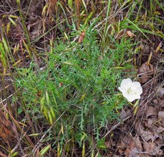 Oenothera coronopifolia