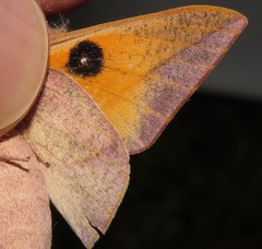 Adeloneivaia