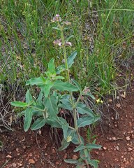 Mirabilis hirsuta