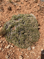 Linanthus caespitosus