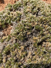 Linanthus caespitosus