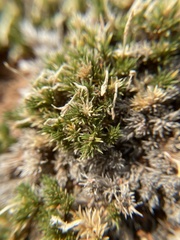 Linanthus caespitosus