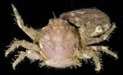 Enosteoides ornatus