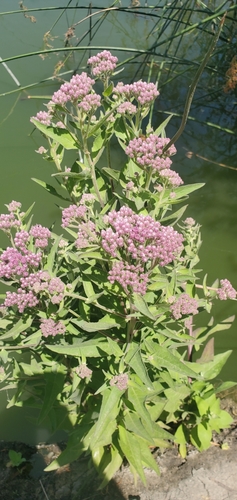 iNaturalist observation photo of marsh fleabane