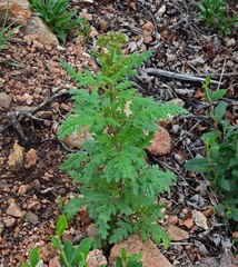 Phacelia denticulata