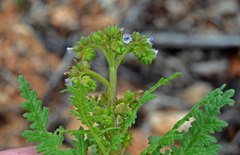 Phacelia denticulata