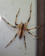 Pisaurina