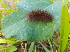 Diacrisia sannio