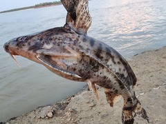 Rhinodoras dorbignyi