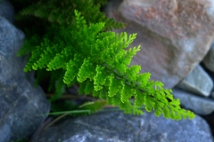 Asplenium richardii