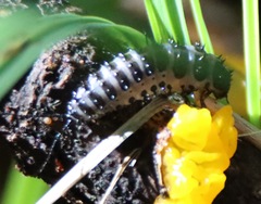Cypherotylus californicus