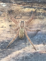 Cupiennius salei