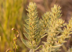 Lithospermum occidentale