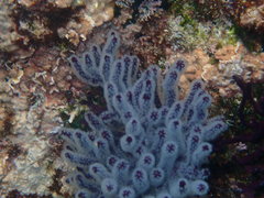 Muricea purpurea image