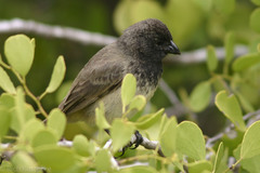 Small Tree-Finch photo 1
