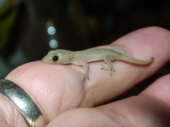 Phyllodactylus