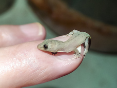 Phyllodactylus