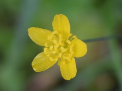 Ranunculus occidentalis