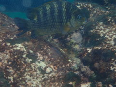 Abudefduf declivifrons