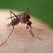 Aedes - Photo (c) Tony Wills, algunos derechos reservados (CC BY-SA), uploaded by Tony Wills