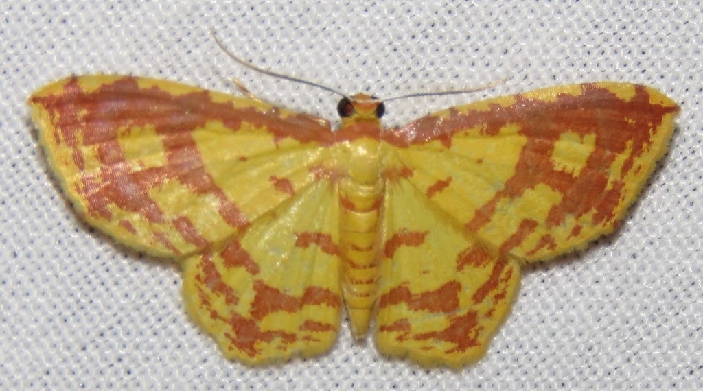 Eois russearia