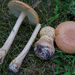 Salmon Amanita - Photo (c) Erlon Bailey, some rights reserved (CC BY-NC), uploaded by Erlon Bailey