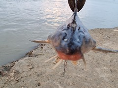 Rhinodoras dorbignyi