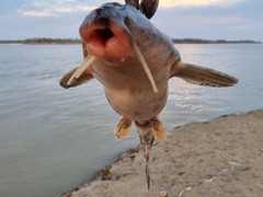 Rhinodoras dorbignyi