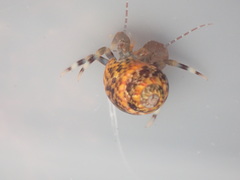 Pagurixus hectori