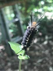 Autochloris jansonis