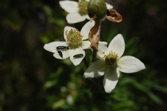 Bilyaxia concinna