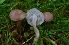 Calocybe persicolor