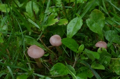 Calocybe persicolor