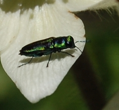 Bilyaxia concinna