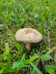 Caloboletus inedulis