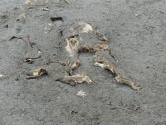Phoca vitulina richardii