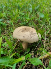 Caloboletus inedulis