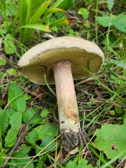 Caloboletus inedulis