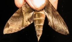 Eumorpha anchemolus