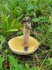 Caloboletus inedulis